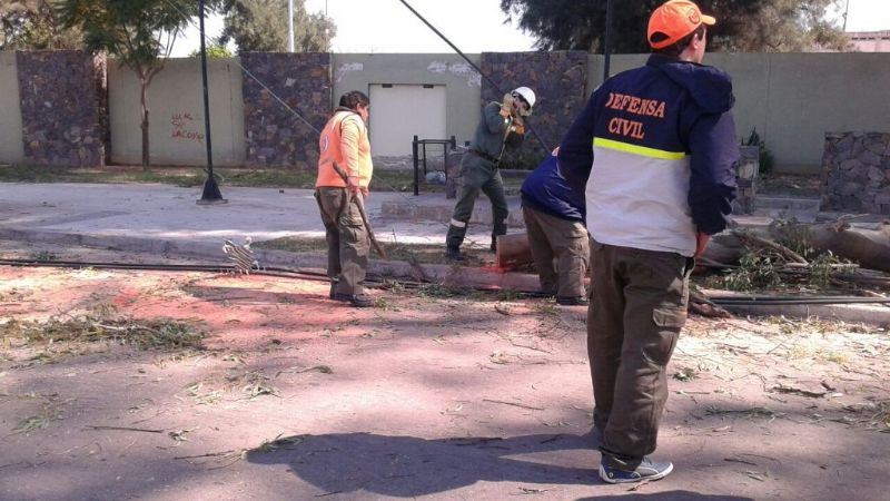 Se desprendió rama de importante tamaño de un eucalipto