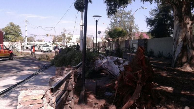 Se desprendió rama de importante tamaño de un eucalipto