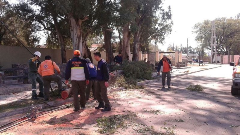 Se desprendió rama de importante tamaño de un eucalipto