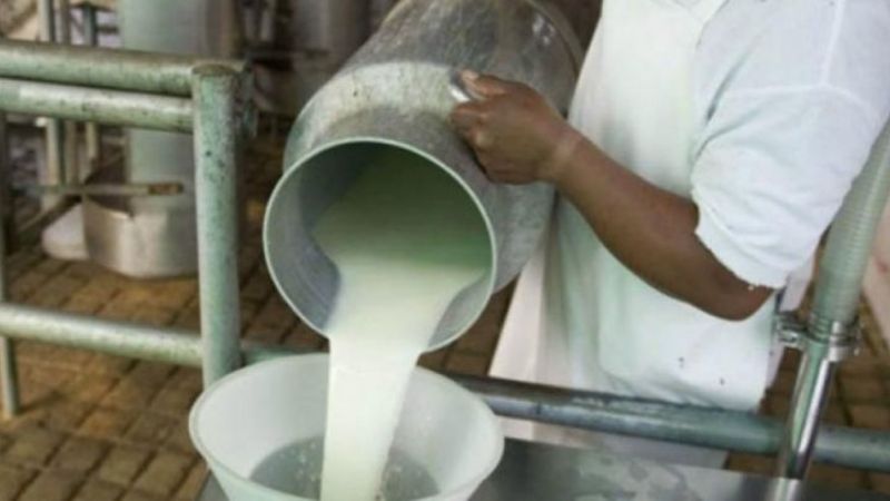 Tamberos protestarán regalando dos mil litros de leche