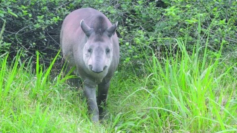 Falleció Inés, la tapir más vieja del país