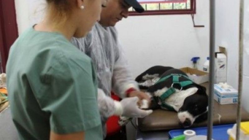 Zoonosis comienza con castraciones gratuitas en la Capital