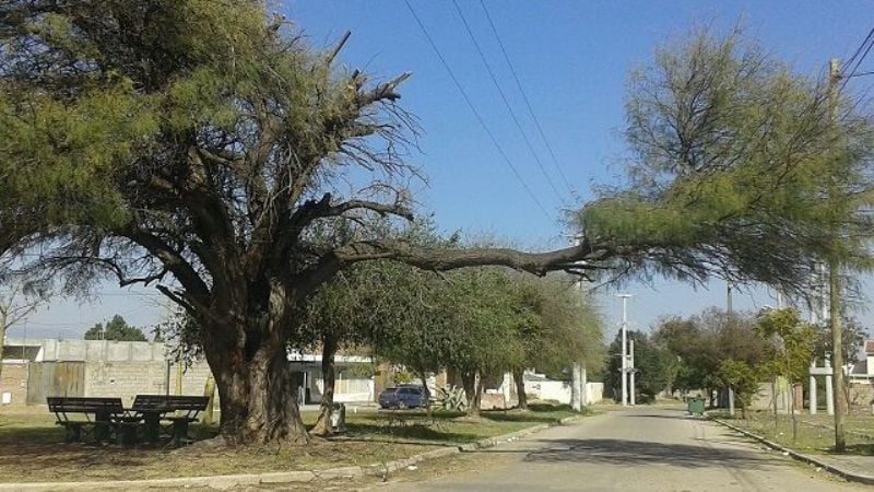 Arbol peligroso en B° General San Martín