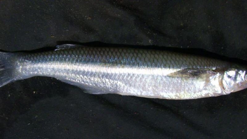 Comienza la veda del pejerrey