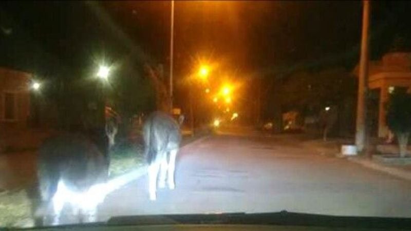 Vecinos reclaman por la cantidad de animales sueltos en Recreo