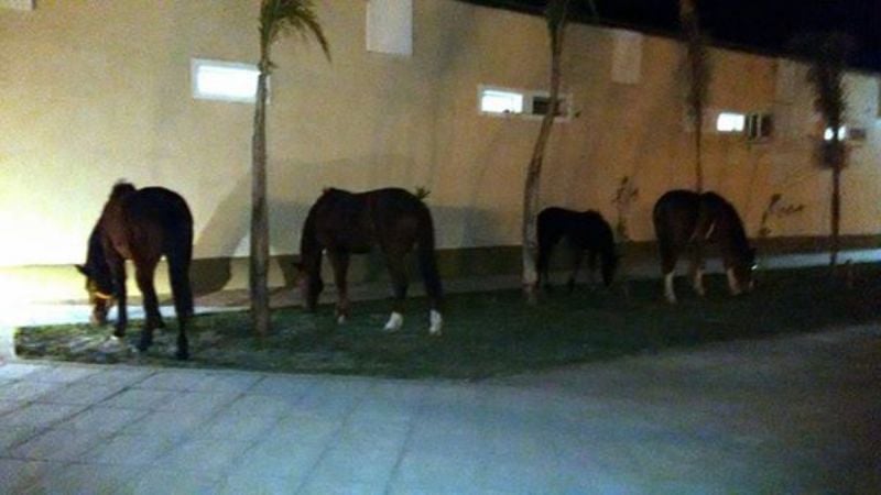 Vecinos reclaman por la cantidad de animales sueltos en Recreo