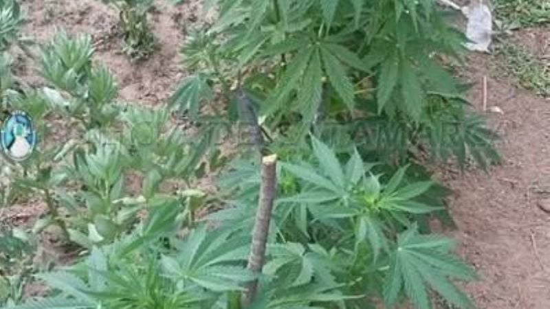 Secuestran 36 plantas de marihuana