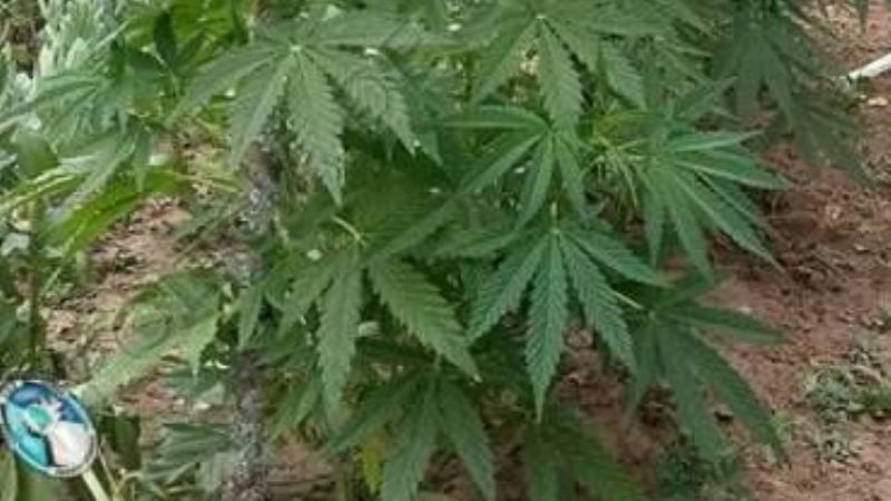 Secuestran 36 plantas de marihuana
