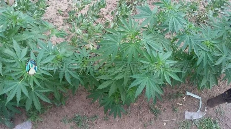 Secuestran 36 plantas de marihuana