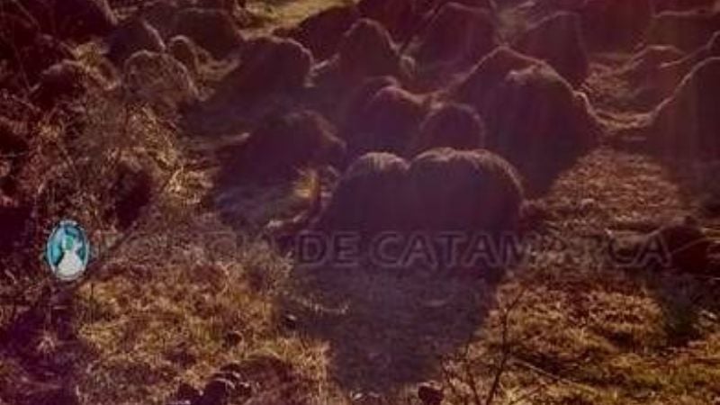 Incendio forestal en Ancasti