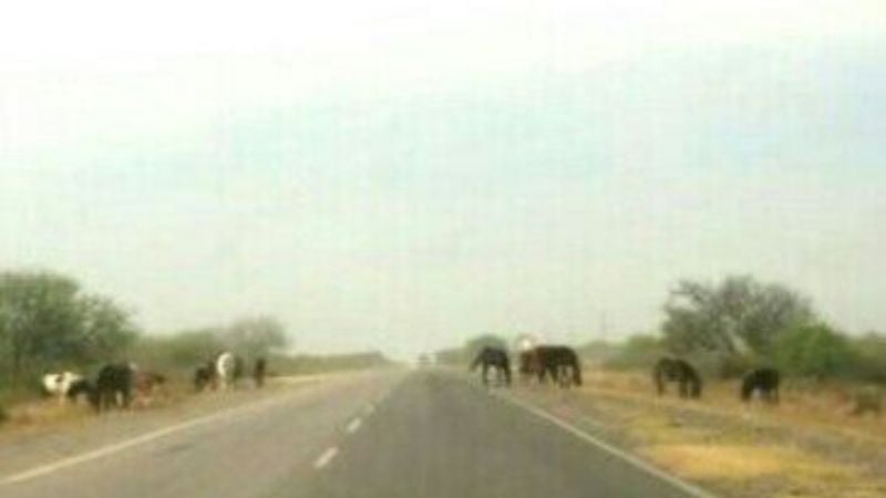 Sigue el peligro de los animales sueltos en la ruta 157