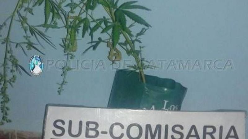 Secuestran una planta de marihuana