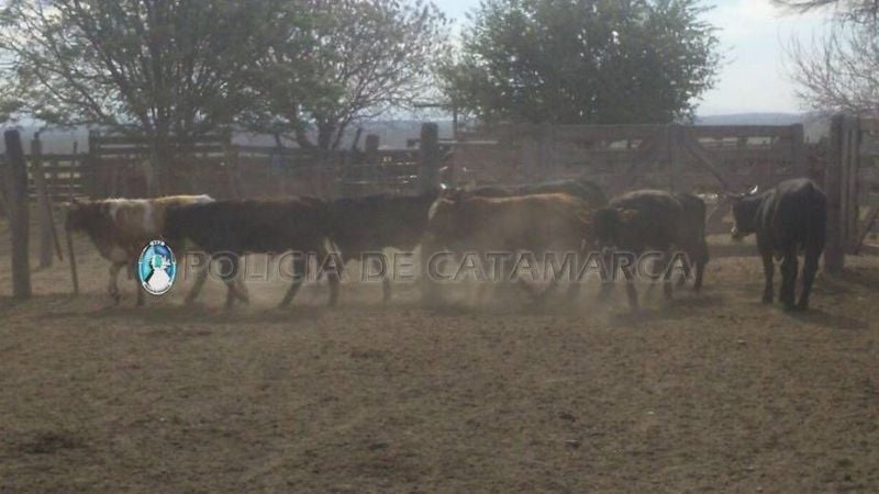 Secuestran animales vacunos en La Paz