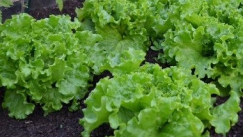 Concurso Agroemprende Catamarca 2016