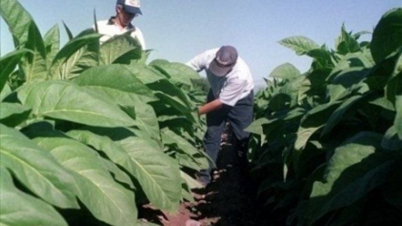 Tabacaleros piden el envío de remesa de $1600 millones del FET retenidos por la Nación