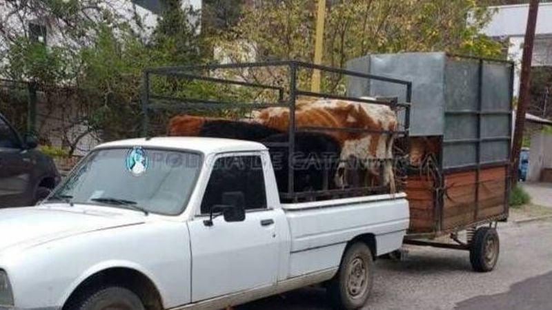 Secuestran animales vacunos en el puesto caminero Las Rejas