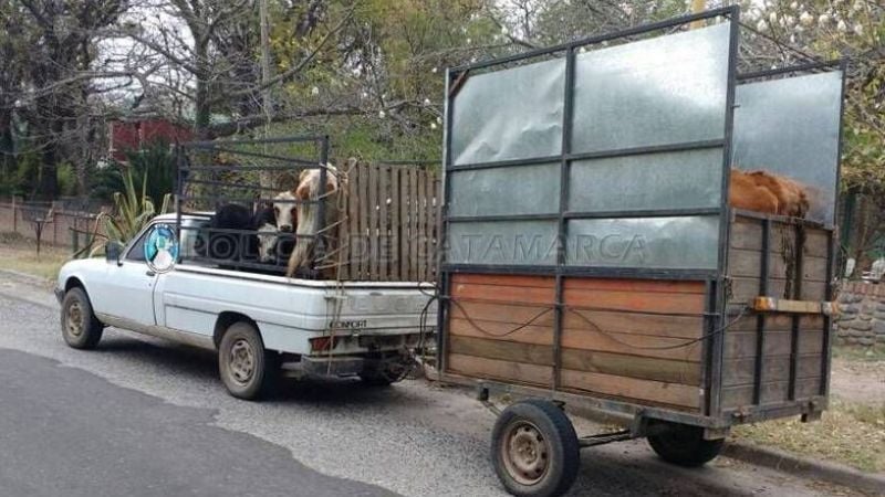 Secuestran animales vacunos en el puesto caminero Las Rejas