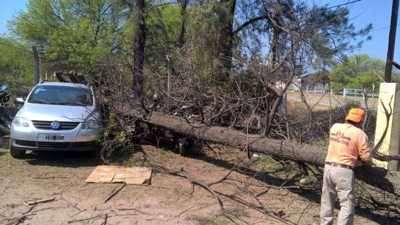 Árbol de importante tamaño cayó sobre un auto y motos