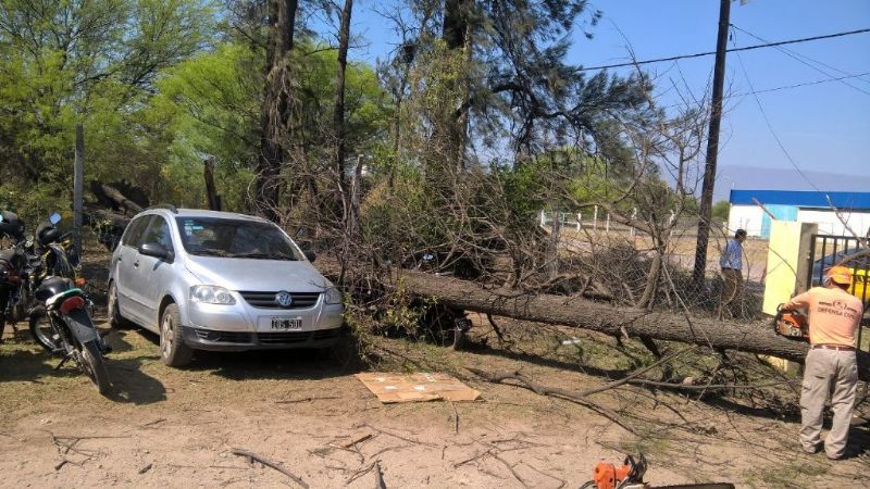 Árbol de importante tamaño cayó sobre un auto y motos