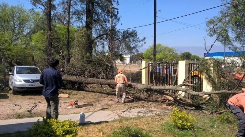 Árbol de importante tamaño cayó sobre un auto y motos