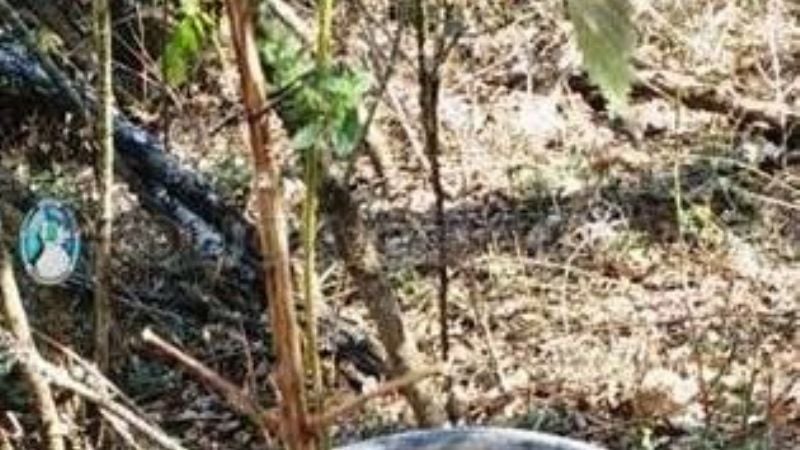 Secuestran planta de marihuana en El Bolsón