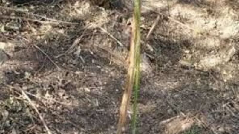 Secuestran planta de marihuana en El Bolsón