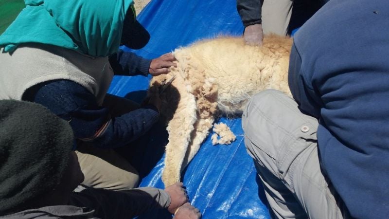 Exitosa primera esquila de vicuña en silvestría de la temporada 2016