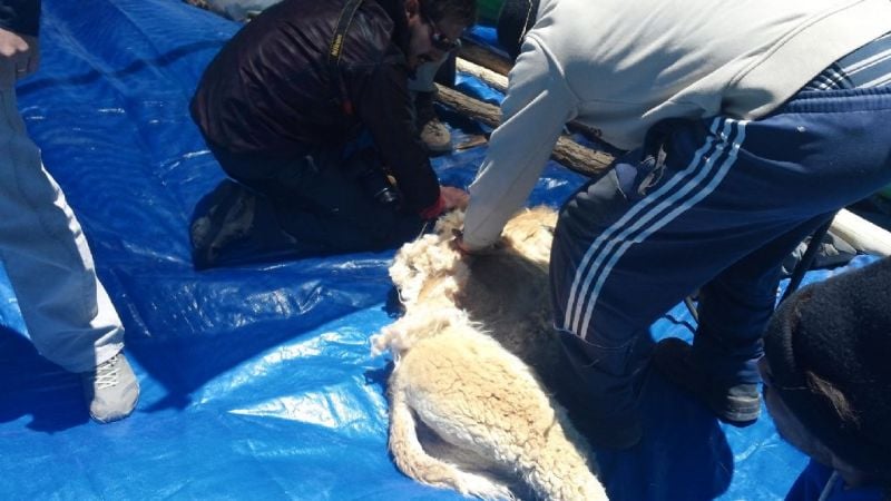 Exitosa primera esquila de vicuña en silvestría de la temporada 2016