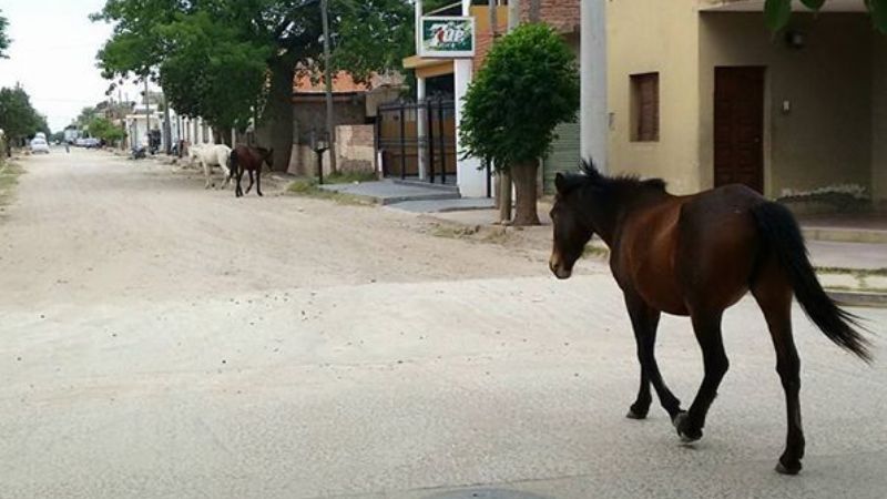 Recreo: sigue el problema de los animales sueltos