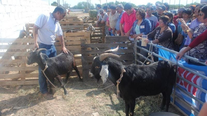 El cabrito de Catamarca se posiciona ante el consumidor
