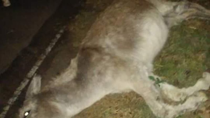 Motociclista chocó contra un animal en la ruta 42