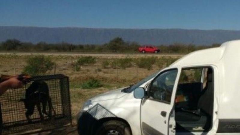 Al menos 30 animales fueron chocados y abandonados en agosto