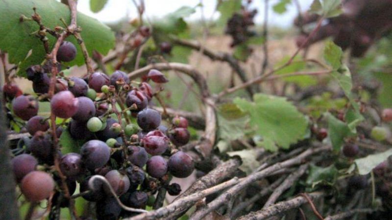 Aseguran que las pérdidas de viñateros llegan al 40%