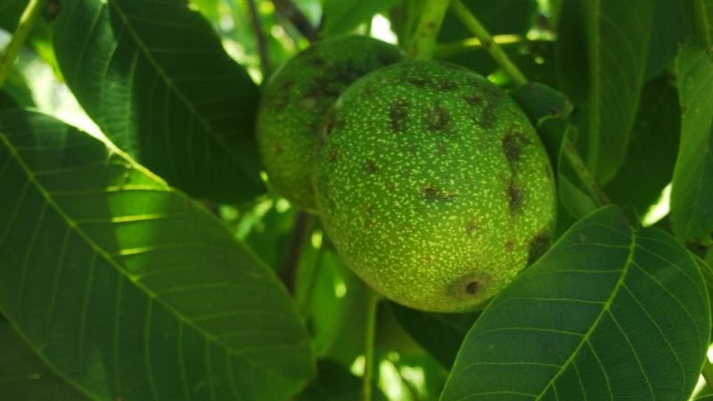 El ministro de Producción recorrió las zonas afectadas por el granizo