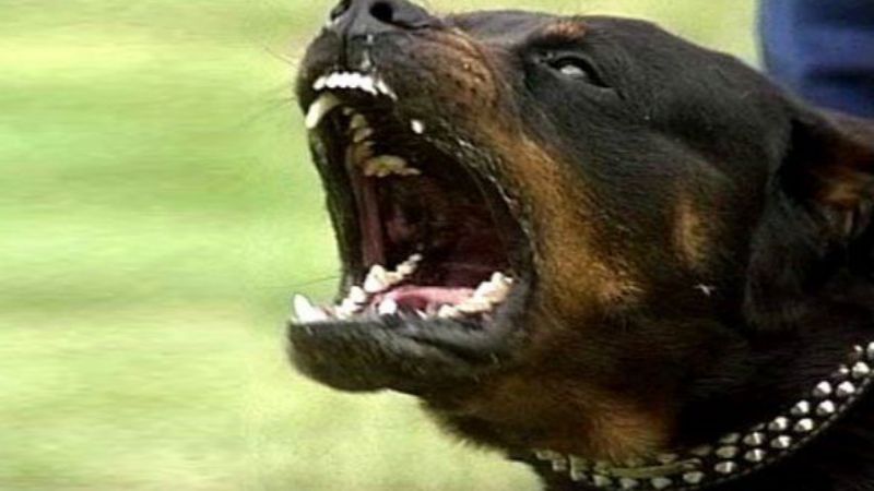 Niña fue mordida por un rottweiler