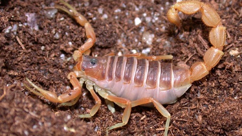 Recomendaciones para evitar el escorpionismo