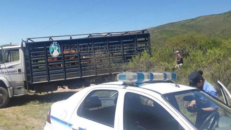 Operativo de control de animales sueltos en Ambato