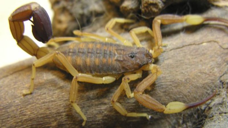 Investigadores del CONICET alertan sobre los alacranes