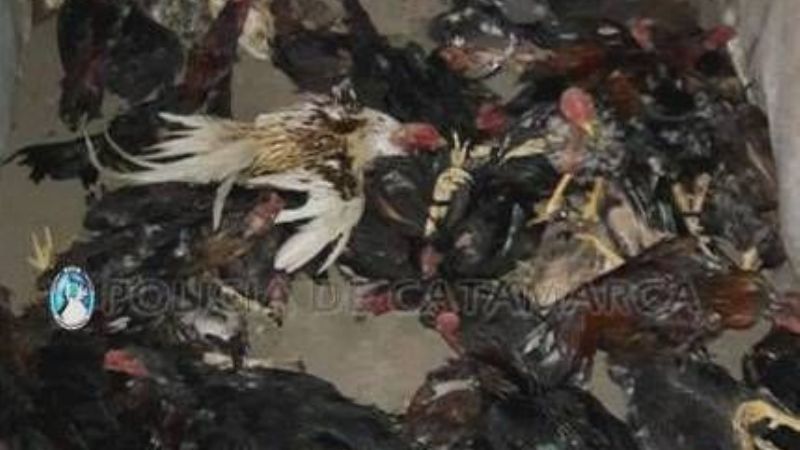 Casi 40 personas aprehendidas y demoradas tras una riña de gallos