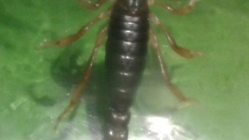 Aparecieron numerosos alacranes en El Alto
