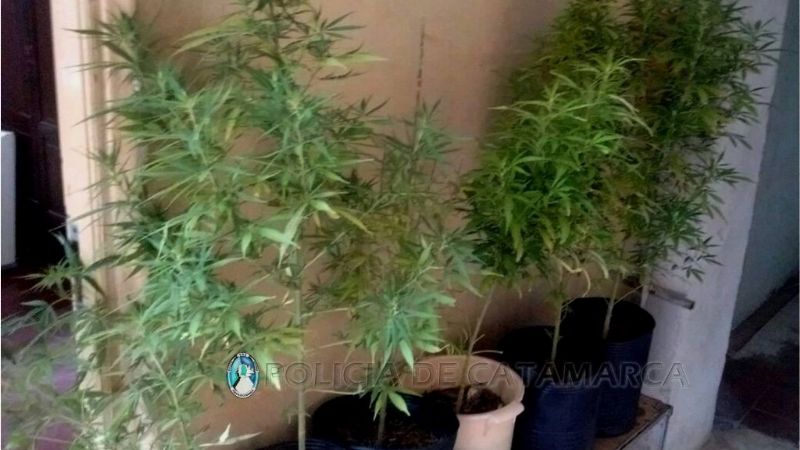 Secuestran plantas de marihuana en Belén