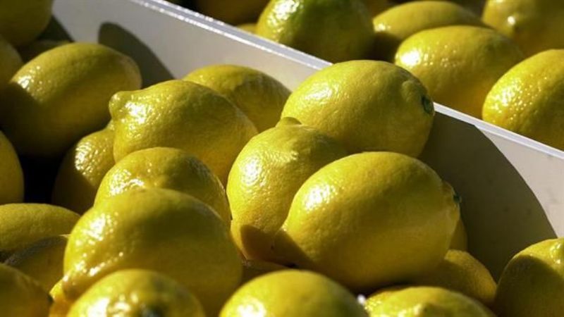 Estados Unidos frenó la importación de limones argentinos