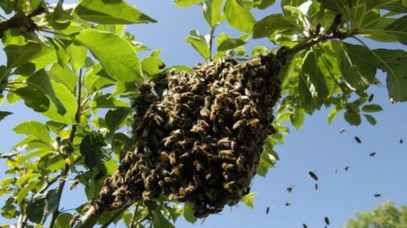 Abejas mataron un perro y atacaron a operarios de Ec Sapem