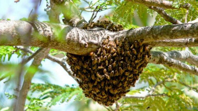 Abejas mataron un perro y atacaron a operarios de Ec Sapem