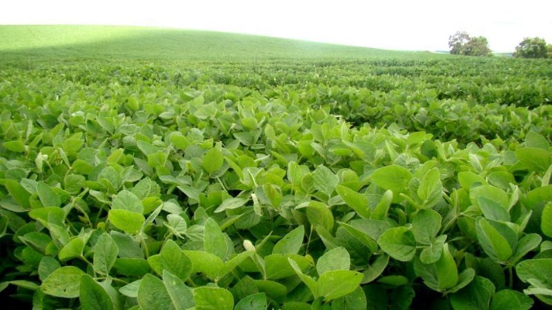 Oficializan reducción de retenciones a la soja desde enero de 2018