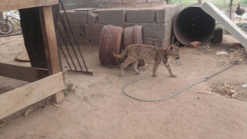 Secuestro de animales autóctonos y arresto por violencia de género