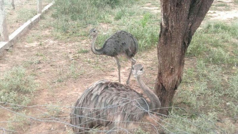 Secuestro de animales autóctonos y arresto por violencia de género