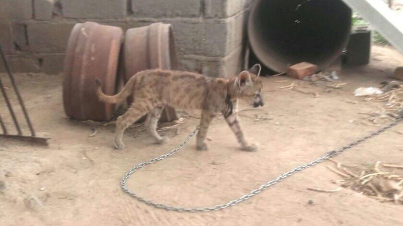 Secuestro de animales autóctonos y arresto por violencia de género