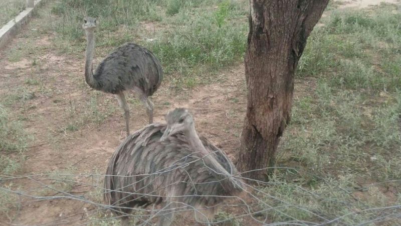 Secuestro de animales autóctonos y arresto por violencia de género