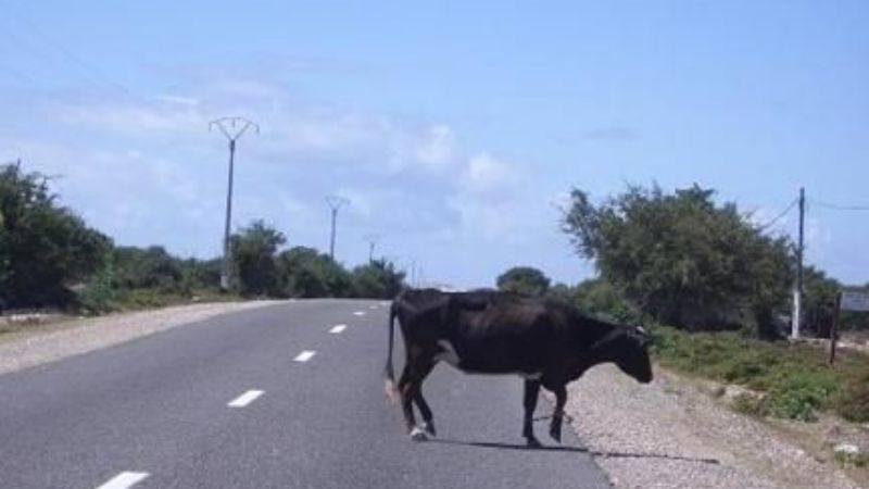Continúa el secuestro de animales sueltos